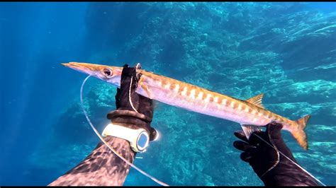 Spearfishing Baracuda Turkey Ege Sivrice Zıpkınla balık avı Baraküda