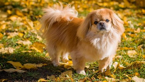 Pekingese Dog Breed Profile Top Dog Tips