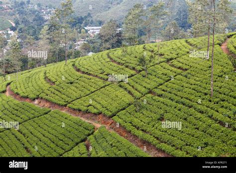 Tea plantation sri lanka hi-res stock photography and images - Alamy