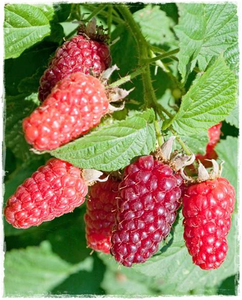 Lampone Rosso Rubus Idaeus Heritage Vendita Piante Online Lamponi