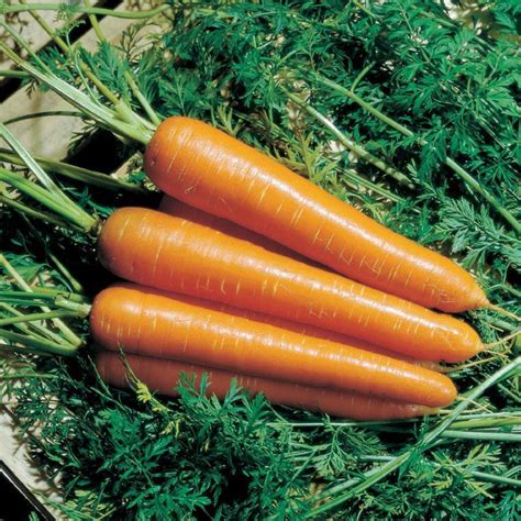 Carrot Daucus Carota Var Sativus Nantindo In The Carrots Database