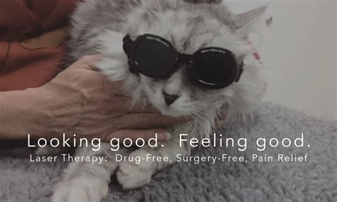 q st animal hospital