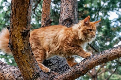 12 Reasons Why Humans Cant Stop Loving Cats Maine Coon Central