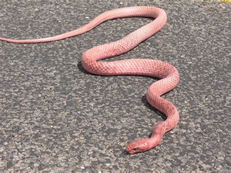 11 Red Racer Snake Info