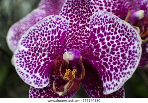 Atlanta Botanical Gardens Orchids Stock Photo 379944880 | Shutterstock