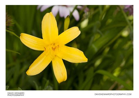 Yellow Day-lily flower (XI) · David Kennard Photography