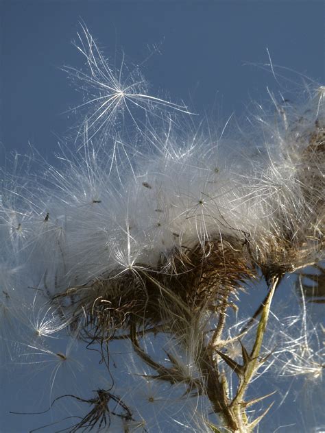 Gratis Afbeeldingen Boom Natuur Tak Winter Fabriek Hemel Weide