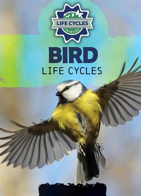 Bird Life Cycles (Life Cycles in Review): Emminizer, Theresa: 9781978539730: Amazon.com: Books