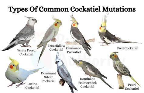 Cockatiel Colors and Mutations: Understanding the Variety