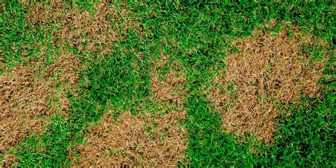 Lawn Fungal Diseases Causes Symptoms And Treatment Plan