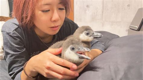 ペンギンの赤ちゃんとゴロゴロしてみたら・・・ Youtube