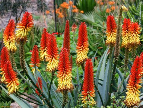 Voici Les Meilleures Plantes Grasses Rustiques Pour Rocaille Sans Entretien