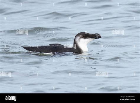 Razorbill (Alca torda) winter plumage fishing Norfolk October 2023 ...