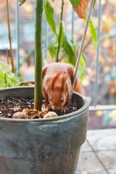 Comment Composter Les Coquilles De Noix Est Ce Possible