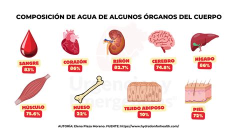 Qué cantidad de agua tiene el cuerpo humano Porcentajes y mitos