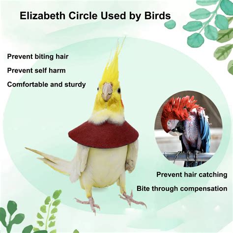 can bird biting at home 5