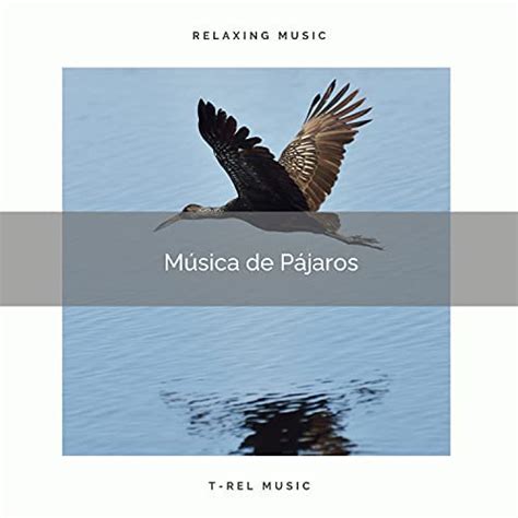 Amazon 1 Música de Pájaros Naturaleza Sonidos Digital Music