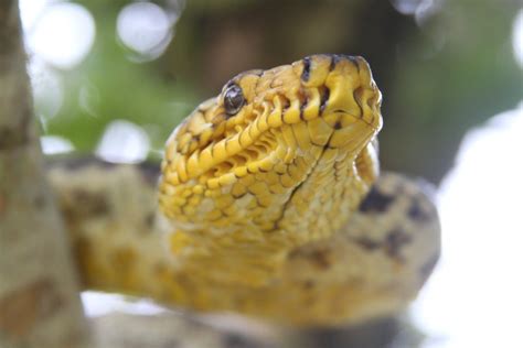 Jiboia Mais Rara Do Mundo Encontrada Por Pesquisador Em S O Paulo