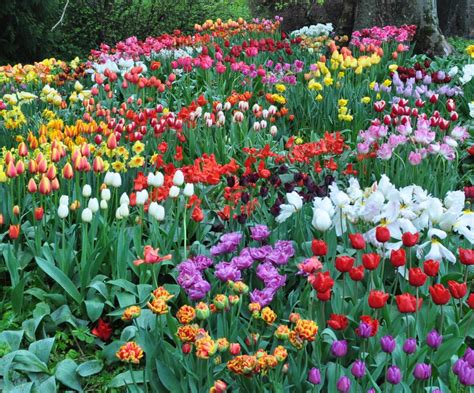 Plantez Les Bulbes En Automne Pour Une Floraison Au Printemps Aux