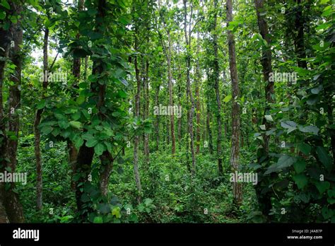 View Of The The Madhupur Forest Tangail Bangladesh Stock Photo Alamy