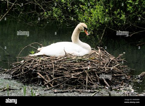 Swan Sitting On Her Nest Peak District Derbyshire England Stock Photo