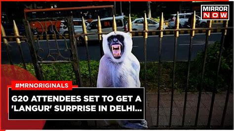 G20 Delhi 2023 Delhi Gets Langur Cutouts To Scare Off Monkeys G20