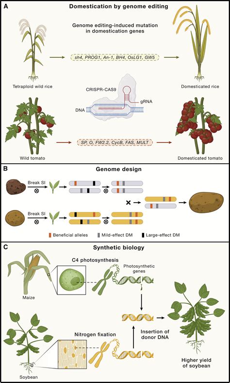 The Integrated Genomics Of Crop Domestication And Breeding Cell