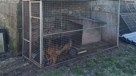 Kildare Nationalist — Nineteen dogs seized by police following search ...