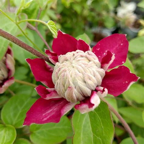 Клематис Хот Киссес Clematis Hot Kisses купить в Москве по низкой цене из питомника доставка