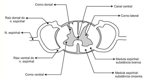 Figura 5 4