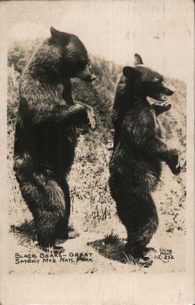 Black Bears Great Smoky Mountains National Park Postcard