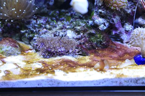 saltwater - How to remove the red algae in reef tank - Pets Stack Exchange