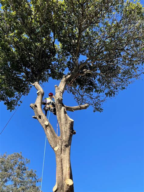 Understanding Roles Of A Tree Lopper Arborist Sunshine Coast