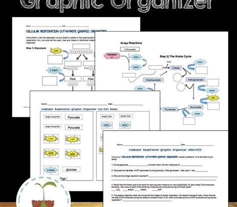 30 Homeostasis Worksheet Answer Key Worksheets Decoomo