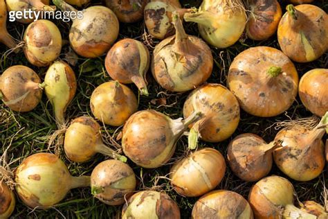 Onion Harvest During Drying In The Garden