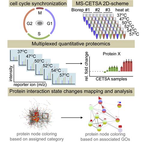 Modulation Of Protein Interaction States Through The Cell Cycle Cell