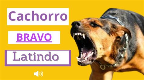 Cachorro Latindo BRAVO Latido de 8 Cães YouTube