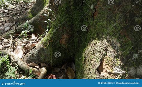 A Jack Tree Large Root Structure And Trunk Surface Texture Stock Image