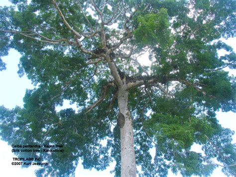 Ceiba Pentandra L Kapok Tree