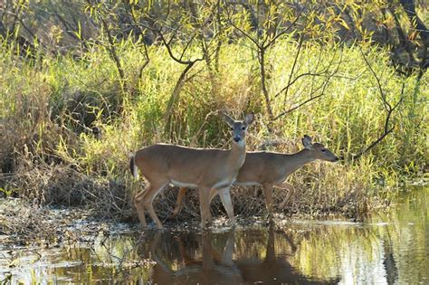 Premium Photo Key Deer In Natural Habitat In Florida State Park