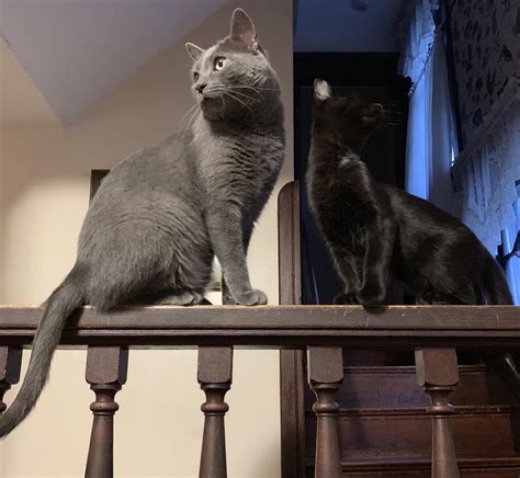 i had 5 cats one of them escaped roblox 1