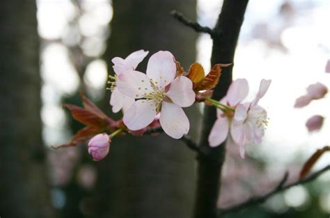 Sakura spring japan Photos in .jpg format free and easy download ...