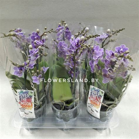 Фаленопсис мультифлора 'Вайлет Квин' | купить на FlowersLand.by