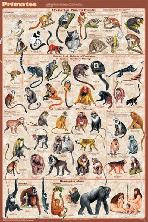 Primates Poster presents all the families