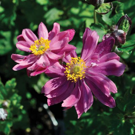 Anemone hupehensis var. japonica 'Bressingham Glow' | Claire Austin