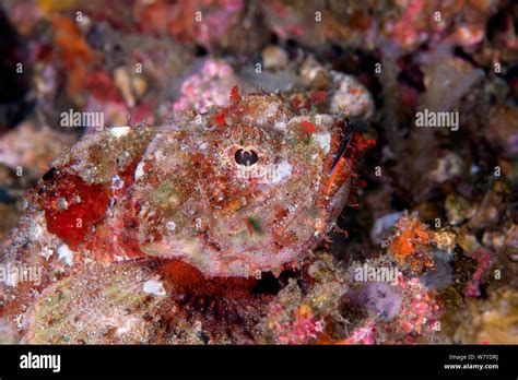 Humpbacked Scorpion Fish Hi Res Stock Photography And Images Alamy