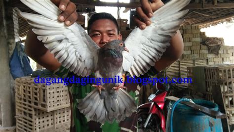 Dagang Daging Unik Indonesia Burung Dara Merpati