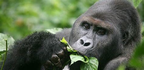 The Eastern Lowland Gorilla | Critter Science