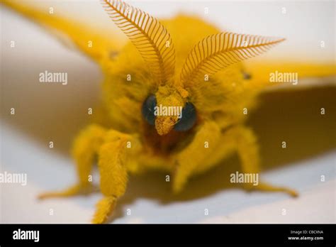 Automeris Io - Male Io Moth -- Yellow Fuzzy Moth on white background ...