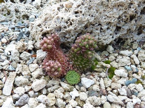 Sedum Pilosum North American Rock Garden Society